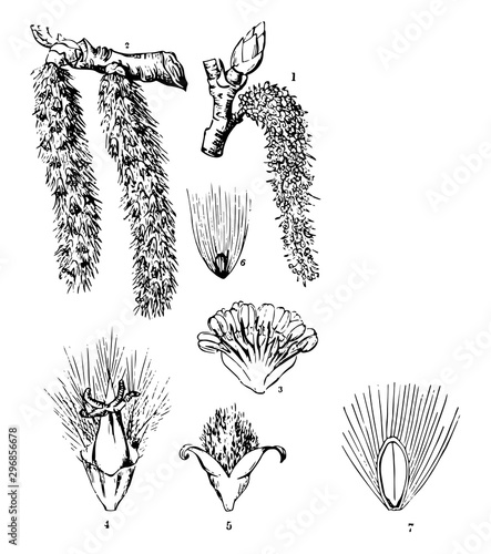 Common Aspen vintage illustration.