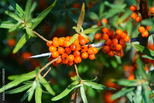 A branch with Hippophae rhamnoides fruit