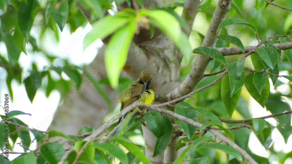 Male olive-backed sunbird perching and preening feathers on tree branch, Small bird relaxing on the tree Male olive-backed sunbird perching and preening feathers on tree branch, Small bird relaxing on the tree
