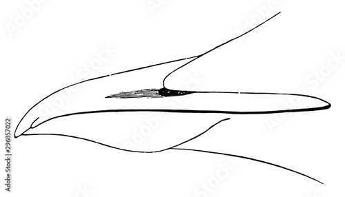 Thick billed Guillemot Bill vintage illustration.