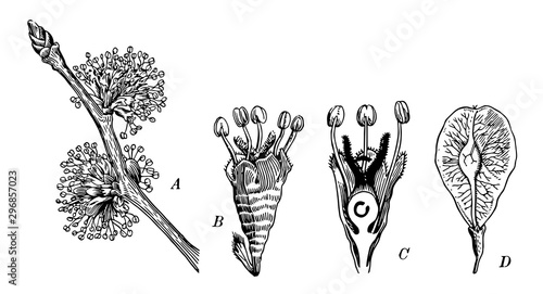 Elm Flowers vintage illustration.