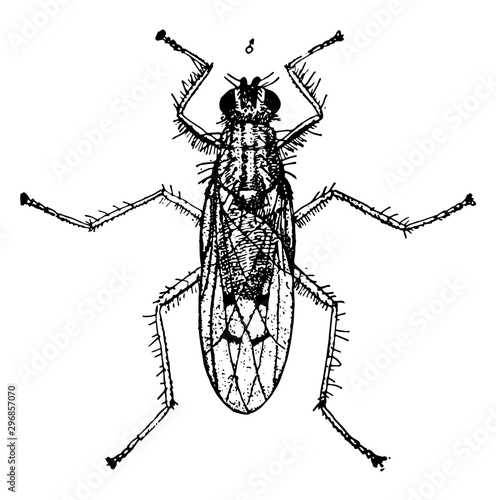 Dung Fly vintage illustration.