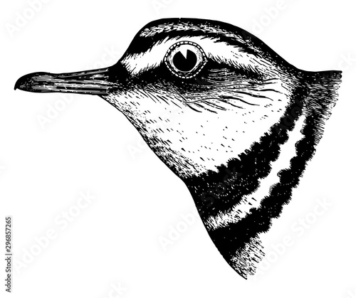 Kildeer Plover vintage illustration. photo