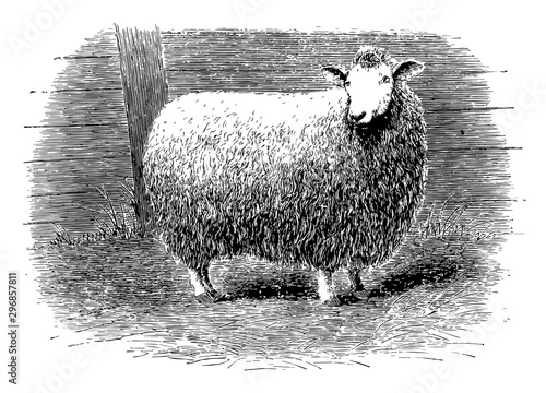 A cross bred sheep vintage illustration. photo