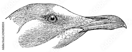 White headed Gull Head vintage illustration.