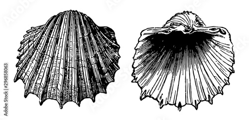 Cardium Costatum vintage illustration.