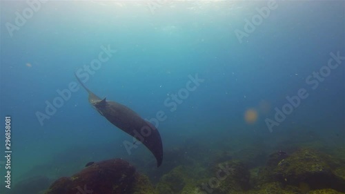 Manta Ray Turning & Swimming. Large Ray (Manta Alfredi) Or Reef Manta Ray Gliding Over Rocky Coral Reef & Blue Water & Sunlit Sea Surface. Underwater Pelagic Filter Feeder & Marine Life photo