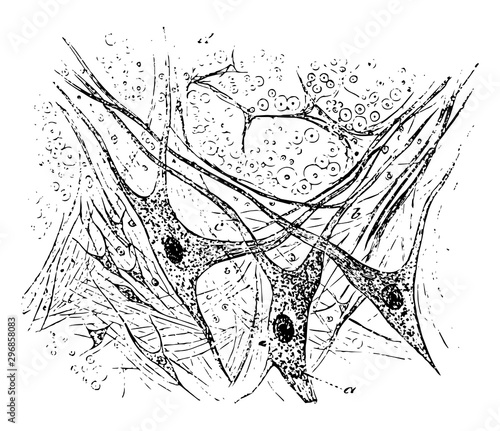 Gray Matter of Spinal Cord vintage illustration.