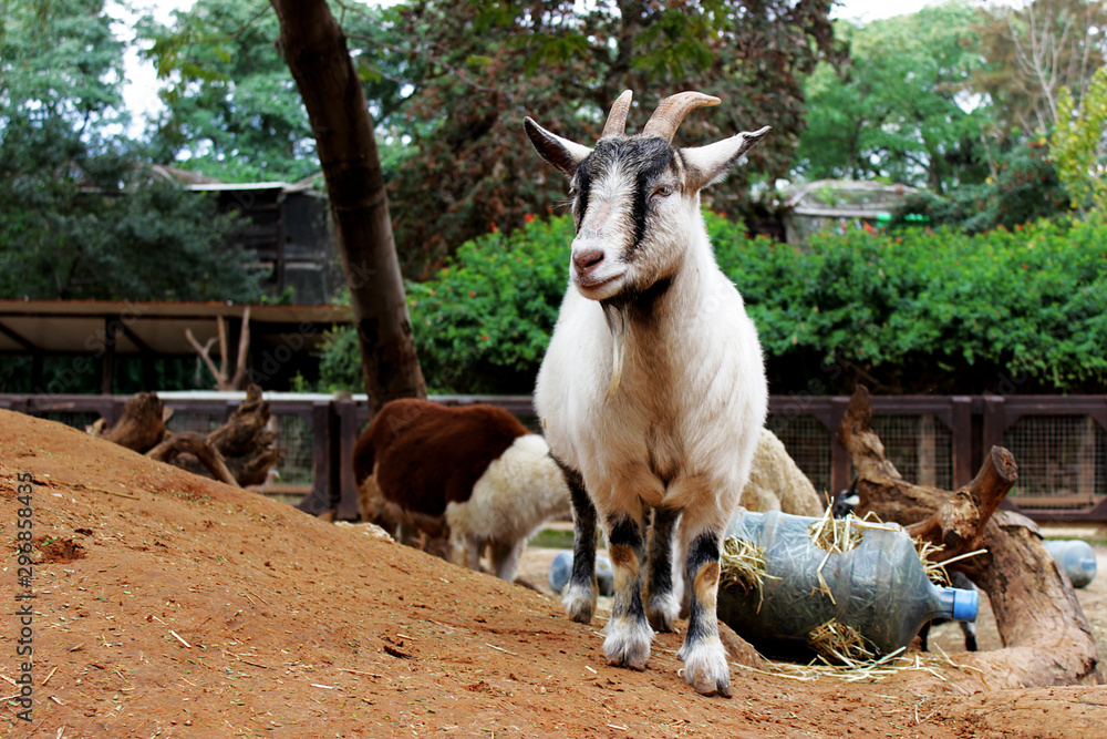 British Alpine goat, safari park in Ramat Gan. Israel 2017_ British Alpine goat, safari park in Ramat Gan. Israel 2017_