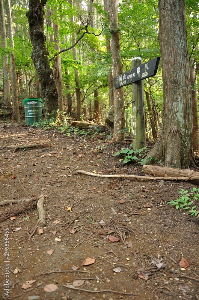 Obraz premium 生藤山 佐野川峠の森