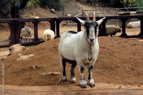 British Alpine goat, safari park in Ramat Gan. Israel 2017
