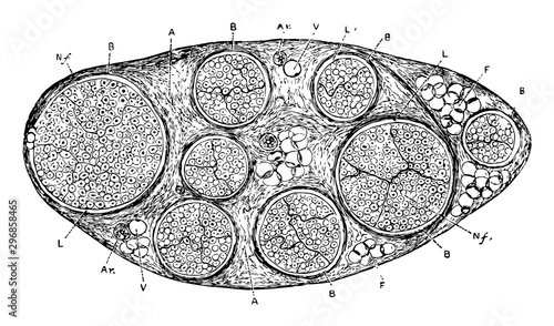 Nerve Trunk vintage illustration.