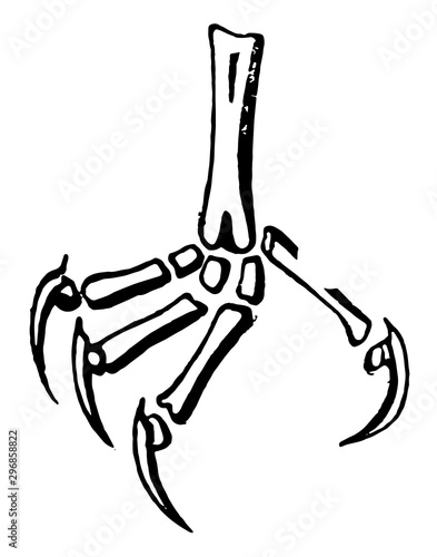 Phalanges of Cypseline Foot vintage illustration.