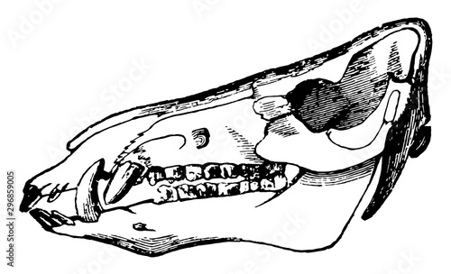 Skull of a Boar vintage illustration.