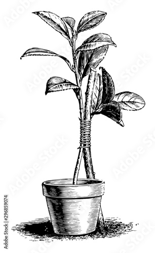 Grafting by Approach vintage illustration.