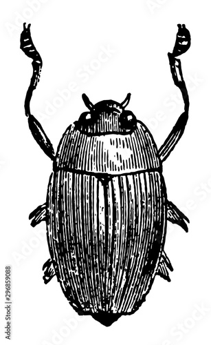 Epinectus Sulcatus vintage illustration. photo