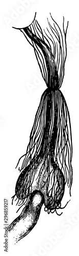 Posterior Extremity of the Chylific Ventricle Surrounded by the Malpighian Vessels vintage illustration.