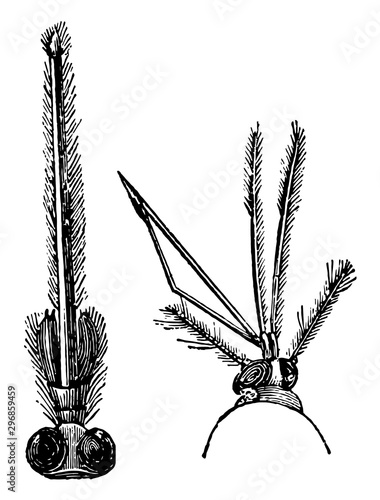 Magnified Trunk of Gnat vintage illustration.