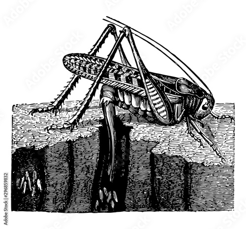 Wart Biter vintage illustration.