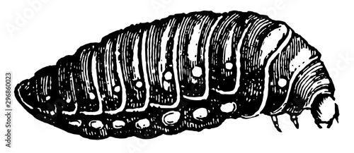Third Larva of Sitaris Humeralis vintage illustration. photo