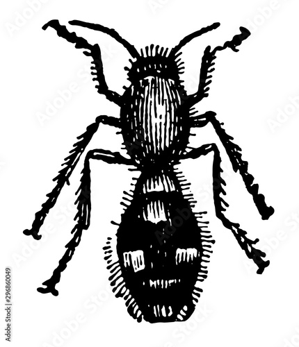 Female Mutilla Europaea vintage illustration.