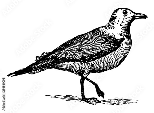 Kittiwake Gull, vintage illustration.