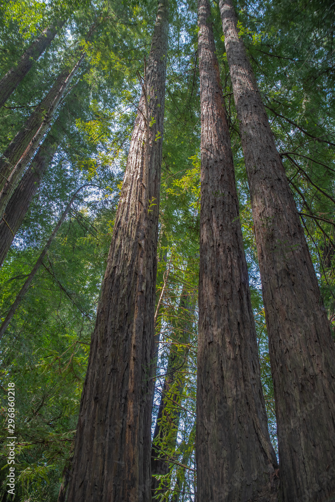 Naklejka premium Tall Redwoods