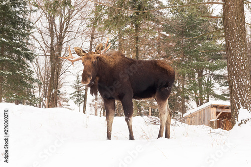A large male moose in nature © Joe