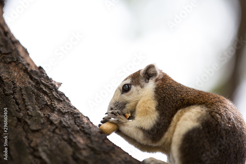 Close up of a cute squirrel sitting and eating nut on tree branch