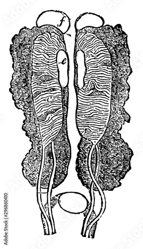 Male Uro genital Organ vintage illustration.