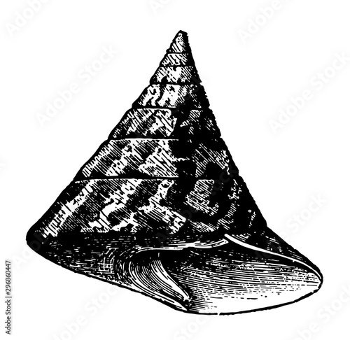 Trochus Niloticus vintage illustration.