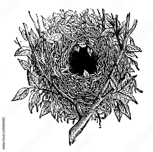 Nest of Wren vintage illustration.