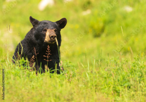A large black bear in nature © Joe