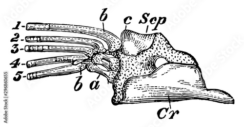 Pike Scapulocoracoid vintage illustration.