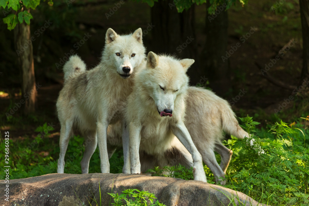 Fototapeta premium A profile of an Arctic Wolf