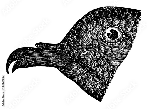 Black Petrel vintage illustration.