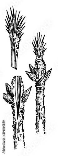 Terminal Herbaceous Grafting, vintage illustration.