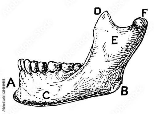Lower Jawbone of Man vintage illustration