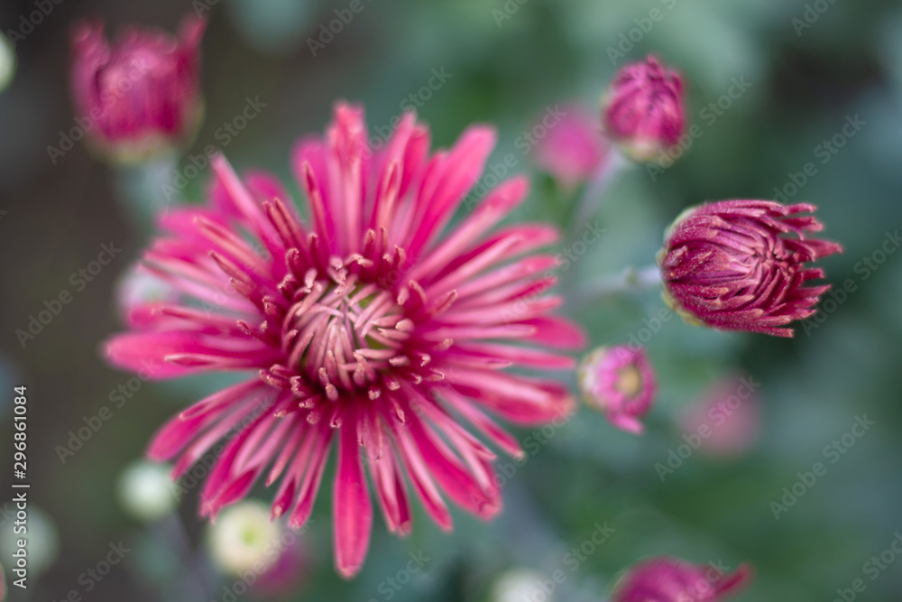 Beautiful chrysanthemums close up in autumn Sunny day in the garden. Autumn flowers. Flower head Beautiful chrysanthemums close up in autumn Sunny day in the garden. Autumn flowers. Flower head
