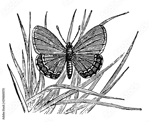 Lycaena Battus vintage illustration.