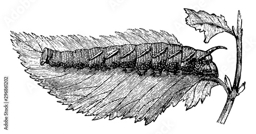 Larva of the Lime Hawk Moth vintage illustration.