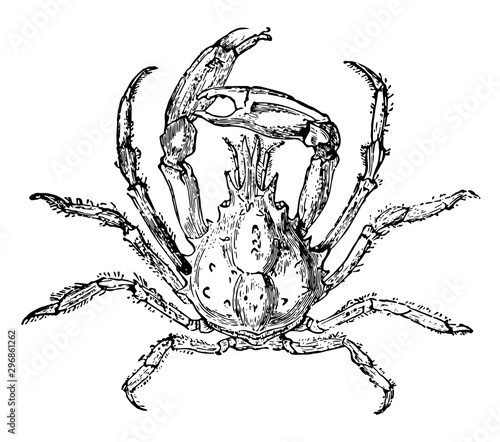 Pisa Tetraodon vintage illustration.
