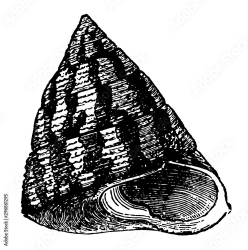 Trochus Virgatus vintage illustration.