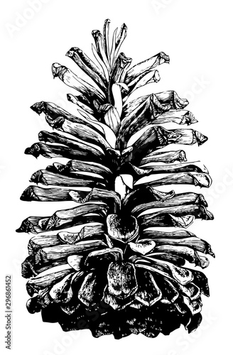 Longleaf Pine Pinus palustris Mill.. Open cone natural size. vintage illustration.