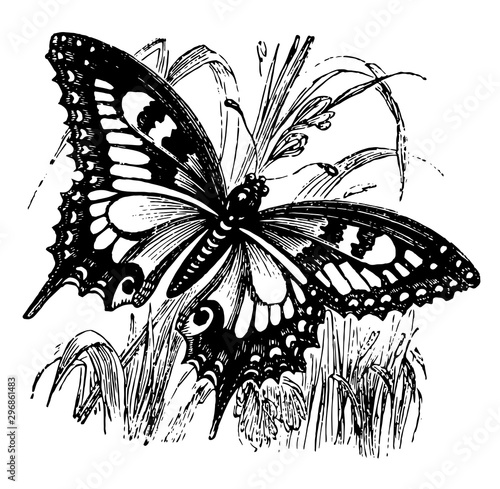 Swallowtail Butterfly vintage illustration. photo