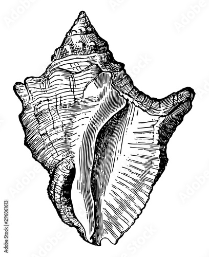 Purpura Consul vintage illustration.