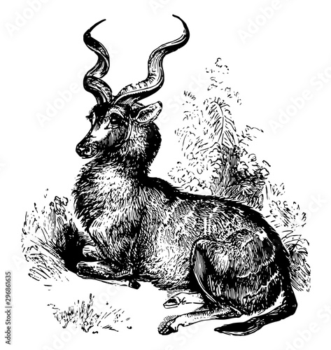 Kudu vintage illustration.