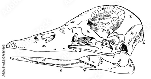 Duck Skull vintage illustration.