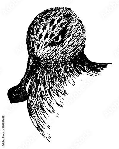 Spoon billed Sandpiper vintage illustration.