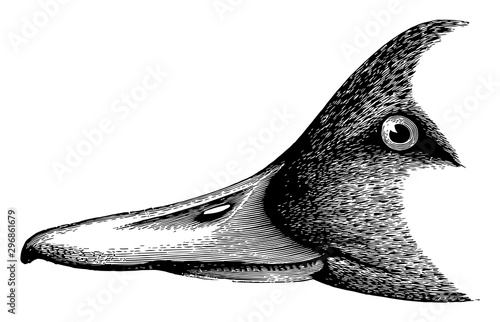 Pin tail Duck Head vintage illustration. photo